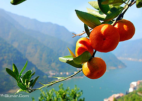 新安江塔坑三口柑橘园