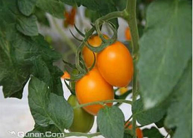 生态之都高效蔬菜观光园