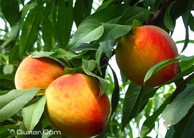 北京堉荟沅种植