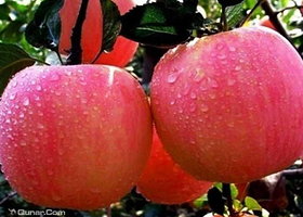 北京香堂苹果采摘园