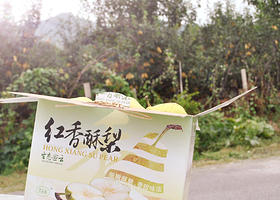 红香酥梨采摘园