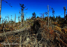 汤旺河森林风灾遗址