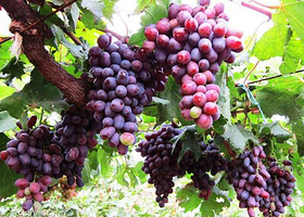 北京开心庄园采摘园