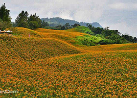 花莲赤科山金针花海观光