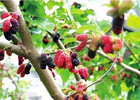 大兴古桑国家森林公园