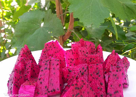 北京阳光绿禾采摘园