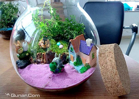 微世界鲜活景观DIY