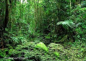 白水岭热带森林