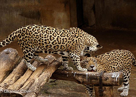 德希韦拉动物园