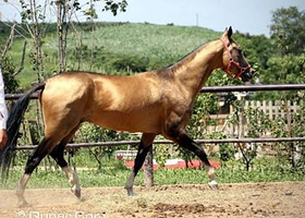 泡泡骑士俱乐部