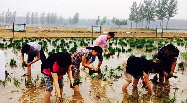 水牛稻大闸蟹生态园