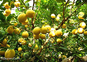 绿坤山四季采摘休闲度假庄园