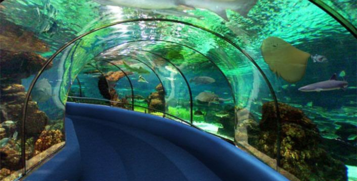 海洋世界门票免费政策 8d502bbcd26850f37f9f2e7779e23e7d.water.jpg_710x360_1d909bd0.jpg