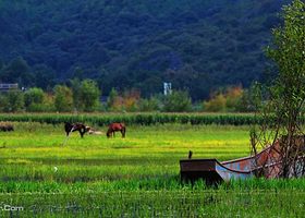 拉市海木府马帮