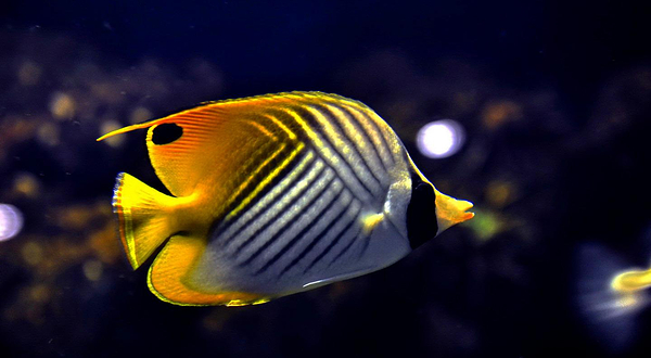 徐州云龙湖水族馆