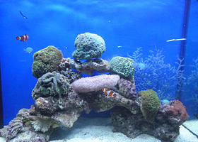 中山小榄海洋生物珊瑚科普展