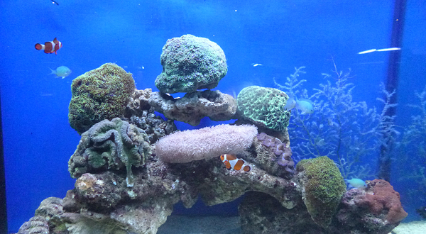 中山小榄海洋生物珊瑚科普展