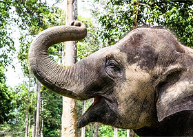 瓜拉甘达大象中心