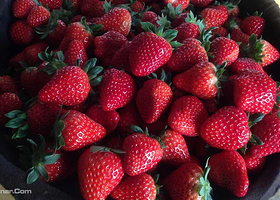 甪直圆晓果品种植采摘园