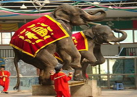 三亚泰象表演馆