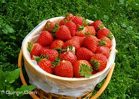 壮壮草莓采摘园