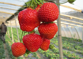 上海苏风云草莓园