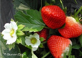 宁波鄞州田旺瓜果合作社