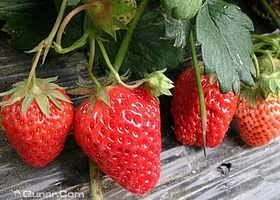 赵屯小彭草莓采摘园