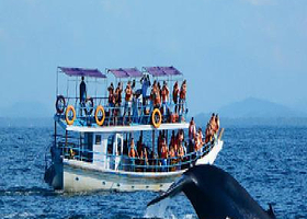 栋德勒角出海观鲸