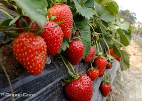 大田牧歌采摘园