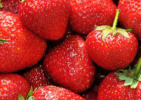 有机奶油草莓园