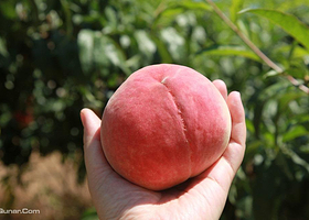 绿园天星生态园