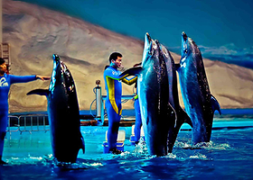 鄂州武汉东海洋世界