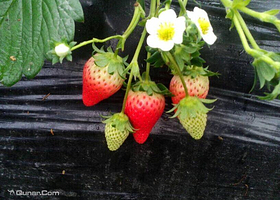 北京兴寿天成种植园