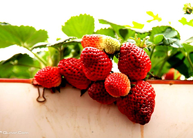 至尊红颜采摘果园