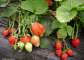 还氏绿色草莓园