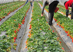 青浦草莓姑娘庄园