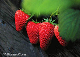 闹闹草莓采摘园