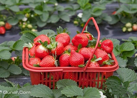 彬丽草莓采摘园