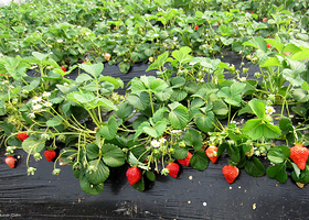 农家人草莓采摘园