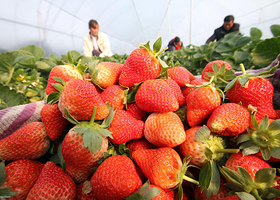 春江福来草莓园