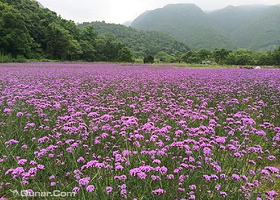 花溪香堤薰衣草庄园
