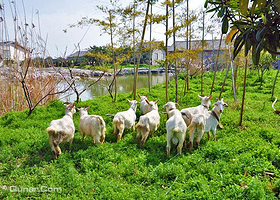 苏州西山金铎生态园