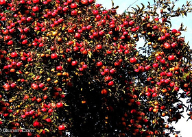 巴彦岱阿勒玛景区