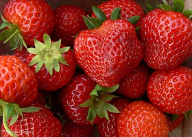 田乐乐长丰草莓园