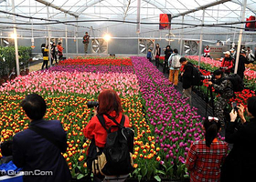 万顷园艺民间绝技表演