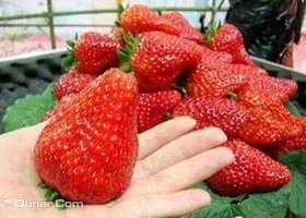 庙桥镇乡风草莓园