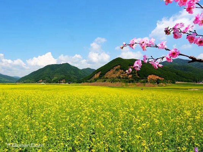 商户描述:在东北,一提起油菜花,旅游爱好者都会想起吉林省集安鸭绿