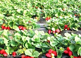 开心农夫草莓园