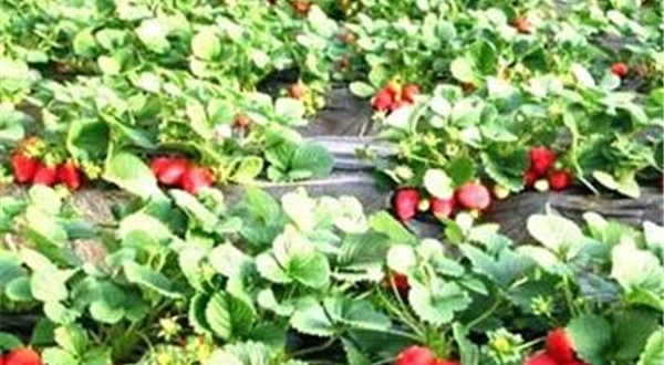 开心农夫草莓园